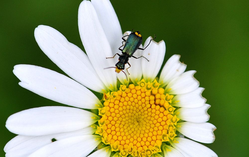 La vita in un fiore